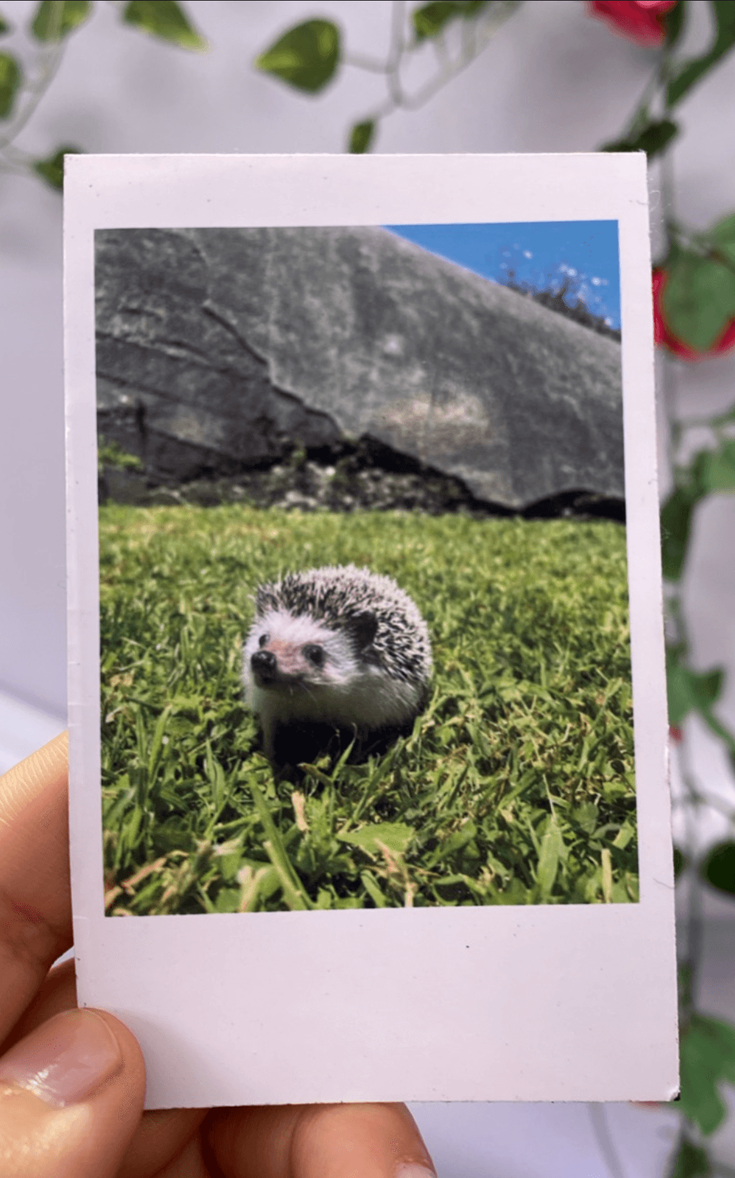 Foto Imán Mini Regalo - vista 2